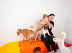 The Dog Stop - Sewickley PA -doggie daycare 2