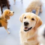 dog daycare