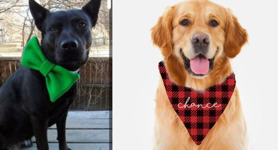 The Dog Stop - Dog Grooming example