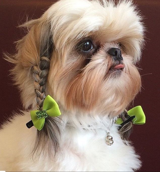 The Dog Stop - Dog Grooming example