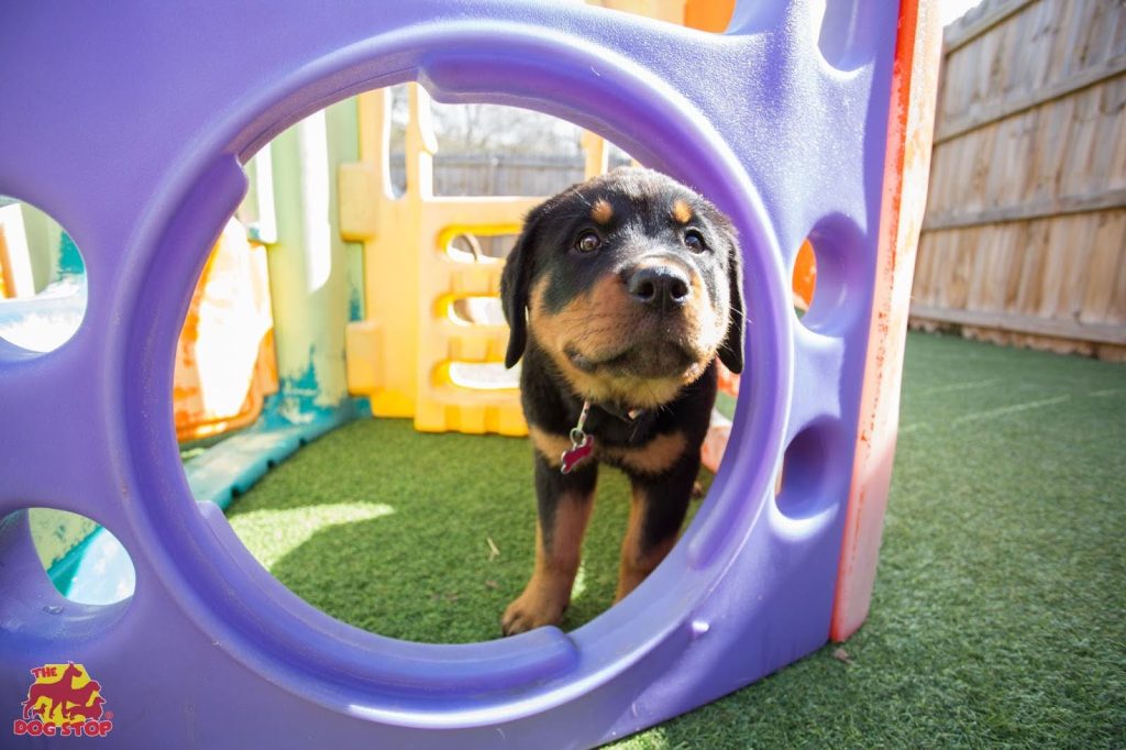 Puppy playing in outdoor area at The Dog Stop 