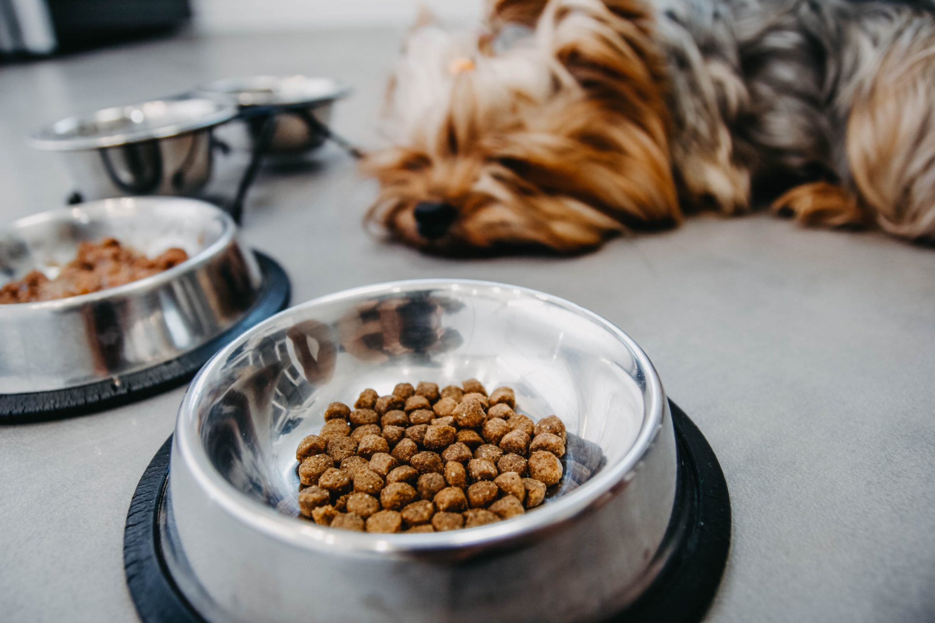 depressed dog refusing to eat